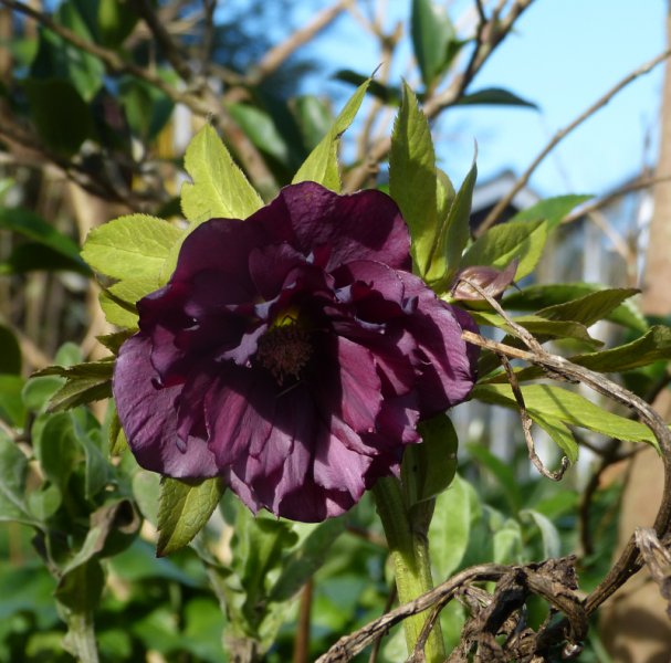 Double Hellebore.JPG