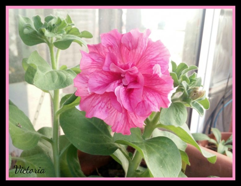 Double Petunia 5 Oct 91.jpg