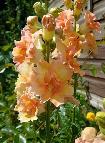 doubleshot peach 2.jpg