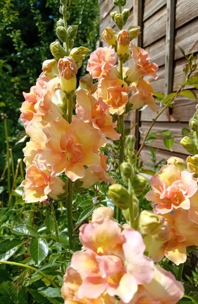 doubleshot peach1.jpg