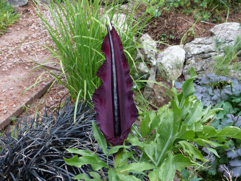 Dracunculus vulgaris.JPG