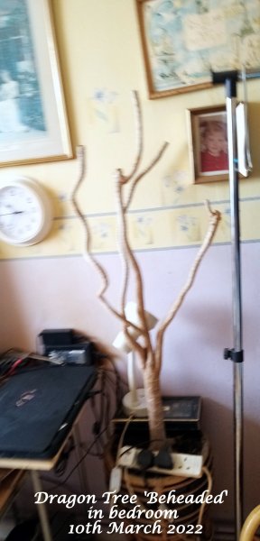 Dragon Tree 'Beheaded' in bedroom 10th March 2022.jpg
