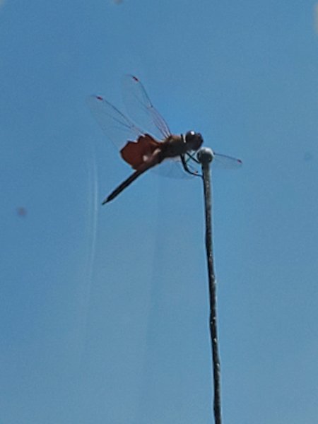dragonfly.jpg