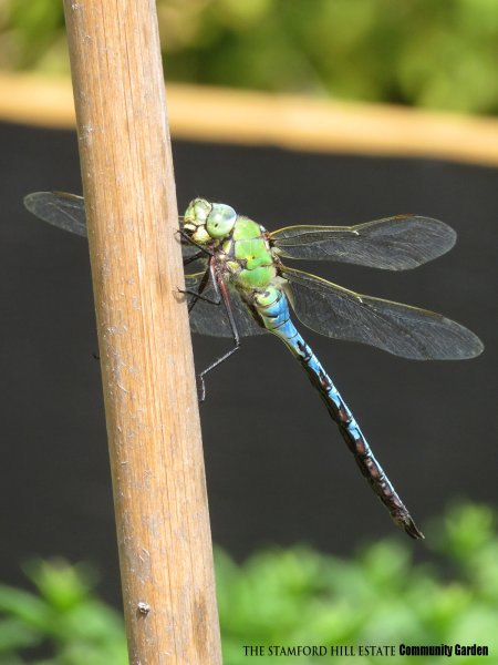 dragonfly_01.jpg