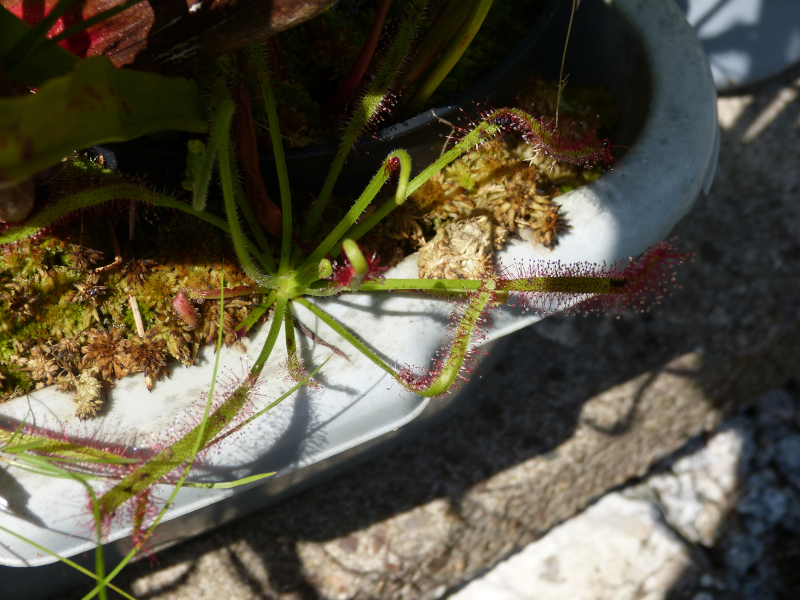 Drosera 2.JPG
