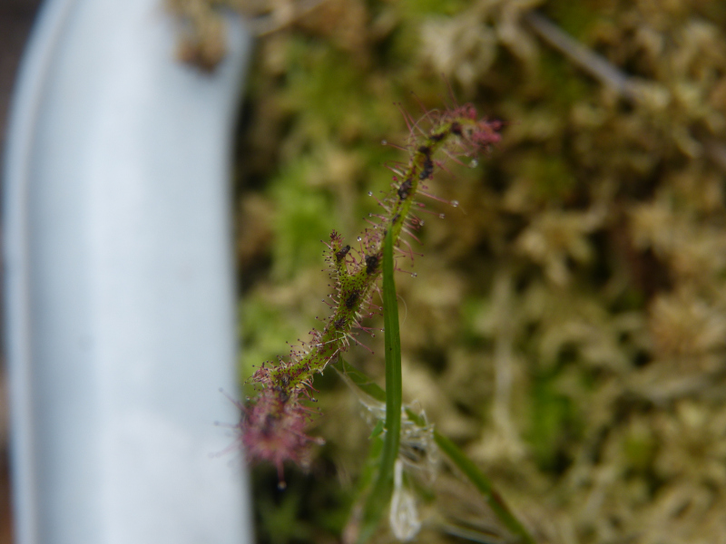 Drosera 2018.JPG