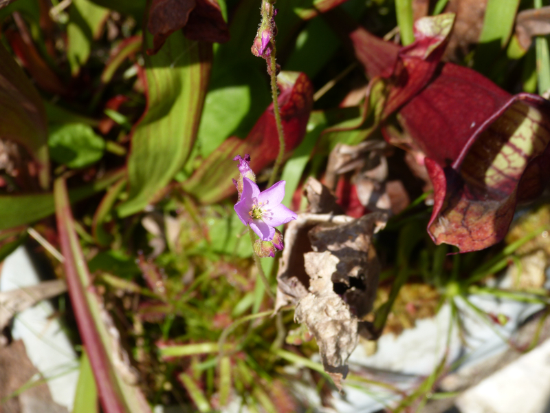 Drosera flower.JPG