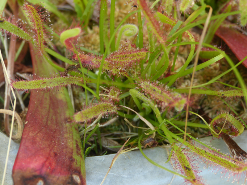 Drosera.JPG