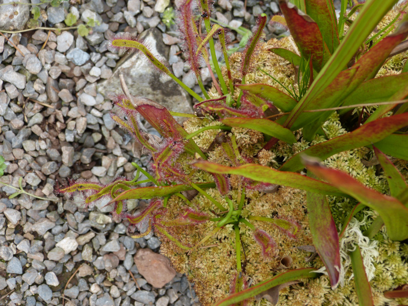 Drosera1.JPG