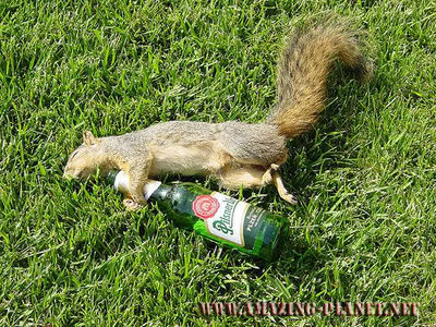 drunk_squirrel.jpg