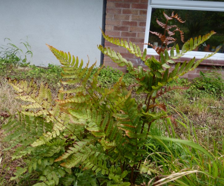 Dryopteris erythrosora koidzumiana.JPG