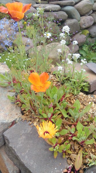 Drystone wall Californian poppy & Livingston daisies.jpg