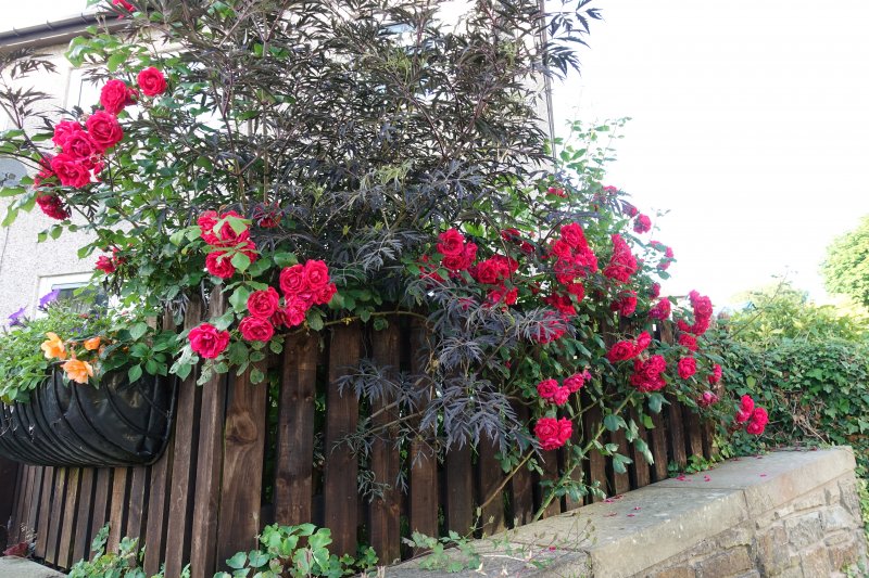 Has anyone ever bought Poundland roses? | Gardeners Corner - The ...