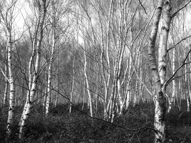 DSC08210 (2) - Copy.JPG