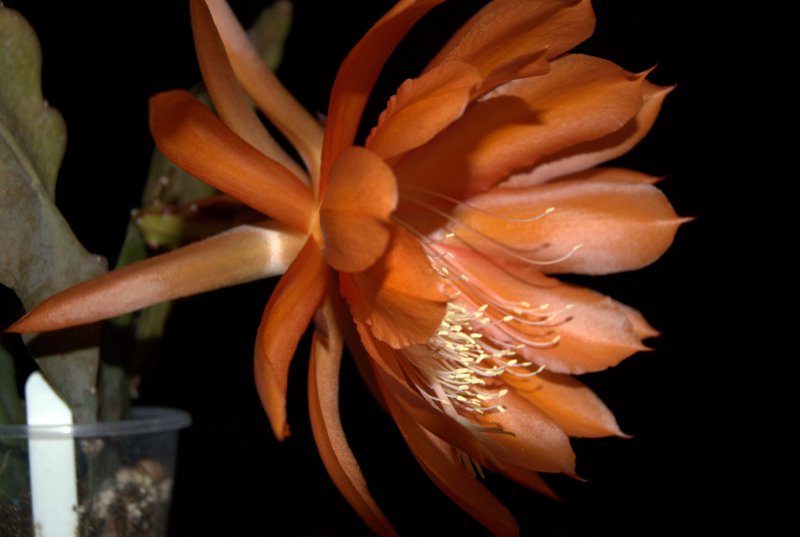 DSC08416 (Large).jpg