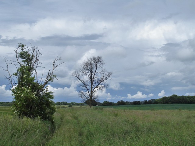 DSC08648 (2) - Copy.JPG