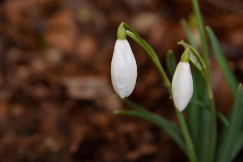 DSC_0080 (Mobile).JPG