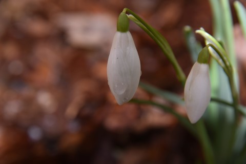 DSC_0081 (Mobile).JPG