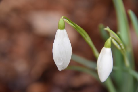 DSC_0082 (Mobile).JPG