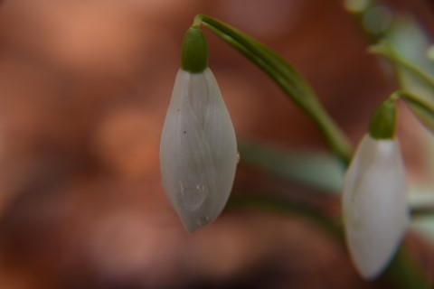 DSC_0084 (Mobile).JPG