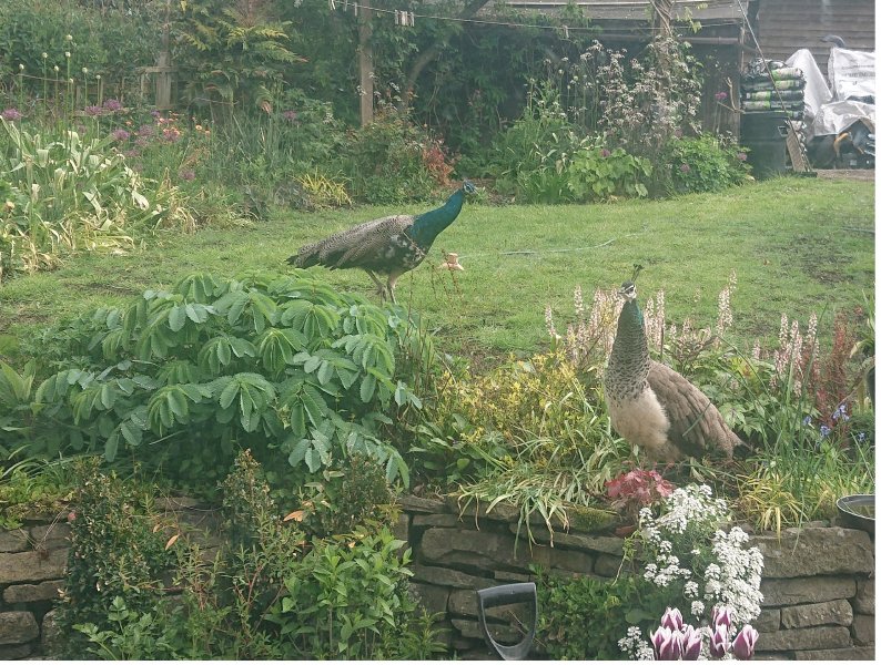 DSC_1125.jpg copy.jpg