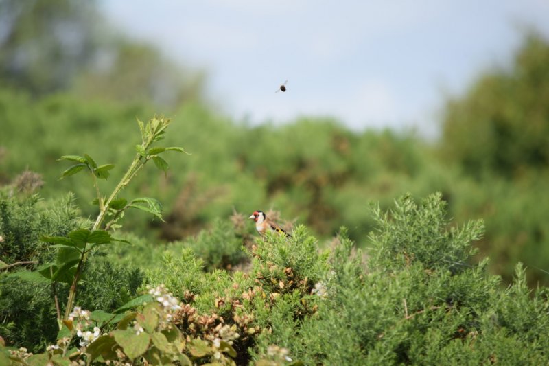 DSC_7437 (Large).JPG