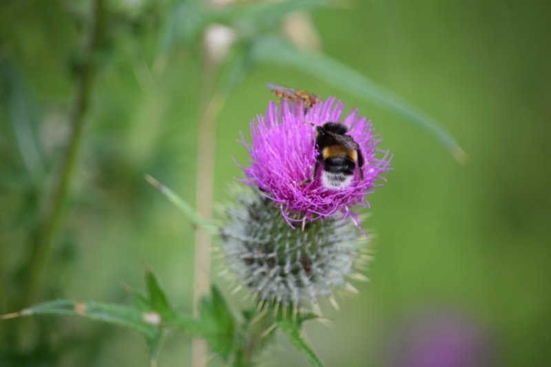 DSC_7641 (Large).JPG