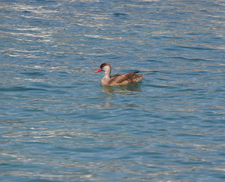 DSC_R C Pochard 2.jpg