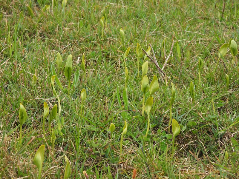 DSCAdders Tongue 2.JPG