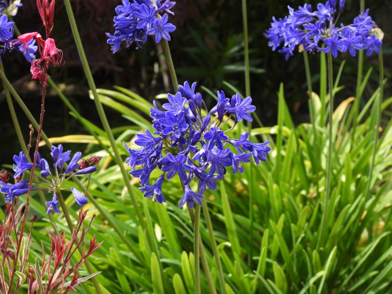 DSCagapanthus decid 2.JPG