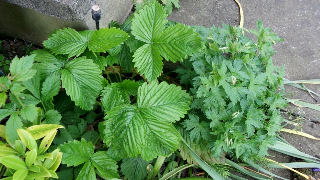 DSCF6127 (640x360).jpg