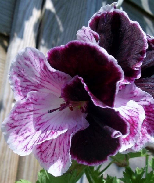 DSCF6233 (539x640).jpg