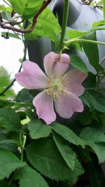 DSCF6376 (360x640).jpg