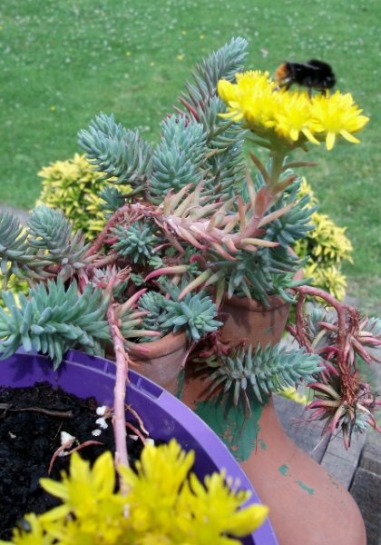 DSCF6443 (448x640).jpg