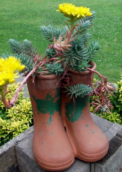 DSCF6446 (454x640).jpg