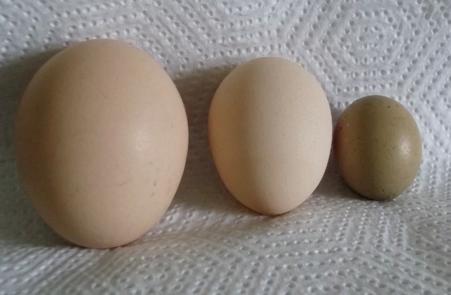 DSCF6894 (640x419).jpg