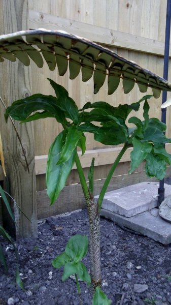 DSCF7258 (576x1024).jpg