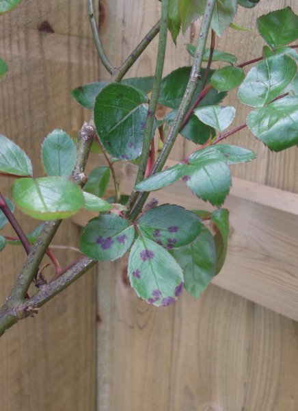 DSCF7271 (745x1024).jpg