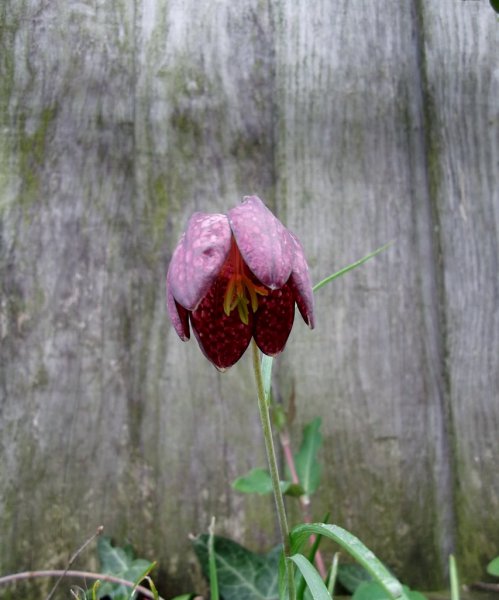 DSCF7481 (853x1024).jpg