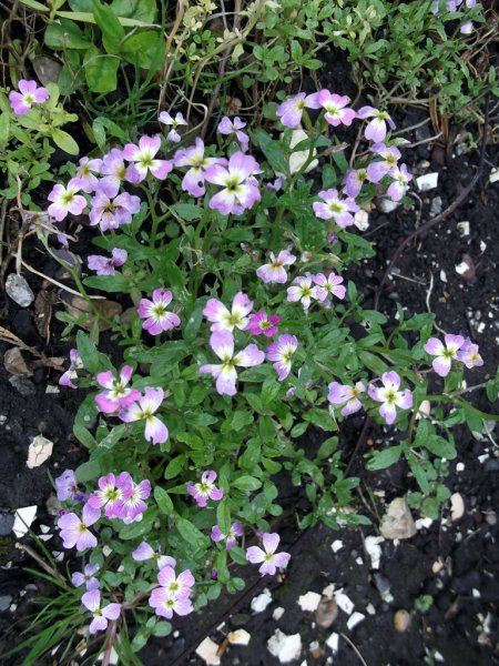 DSCF7487 (768x1024).jpg