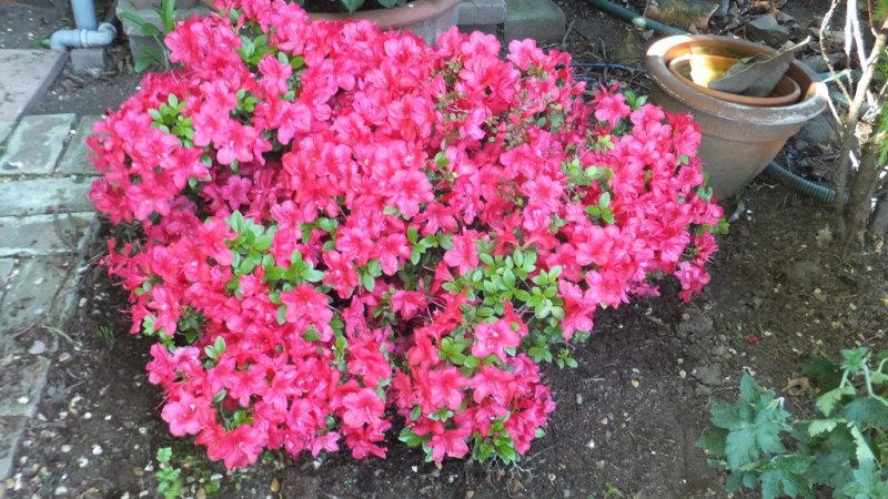 DSCF9226 (1024x577).jpg