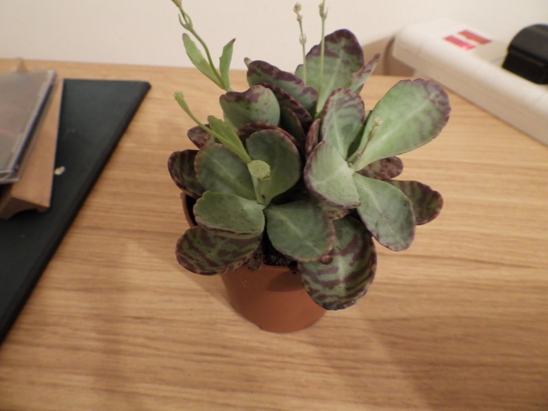 DSCkalanchoe.JPG