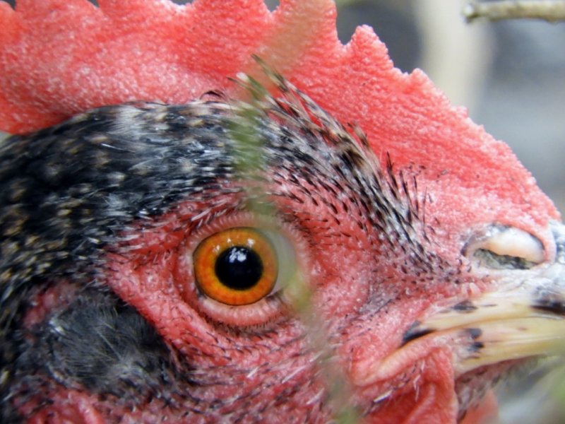 DSCN0090 (1024x768).jpg