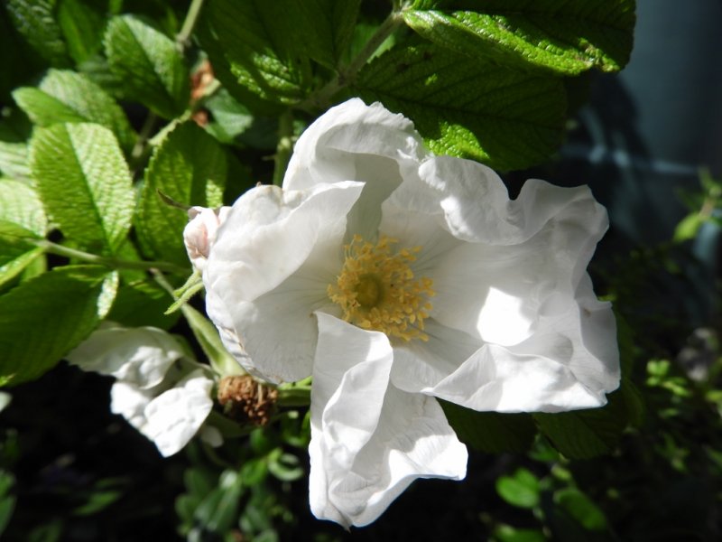 DSCN0132 (1024x768).jpg