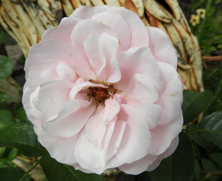 DSCN0724 (1024x836).jpg