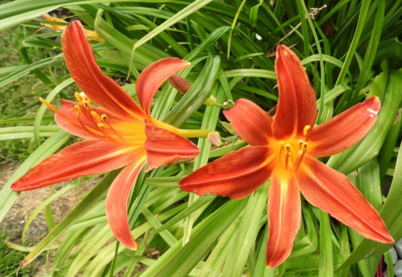 DSCN0729 (1024x706).jpg