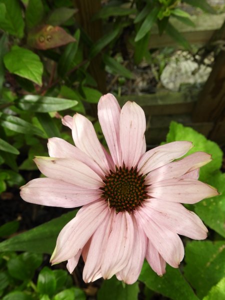 DSCN0734 (768x1024).jpg