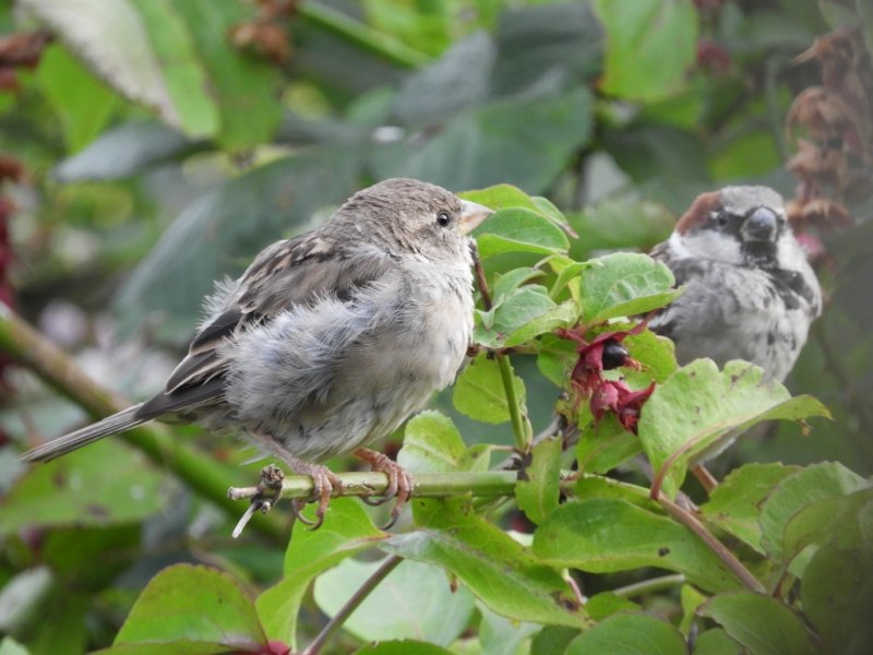 DSCN0787 (1024x768).jpg