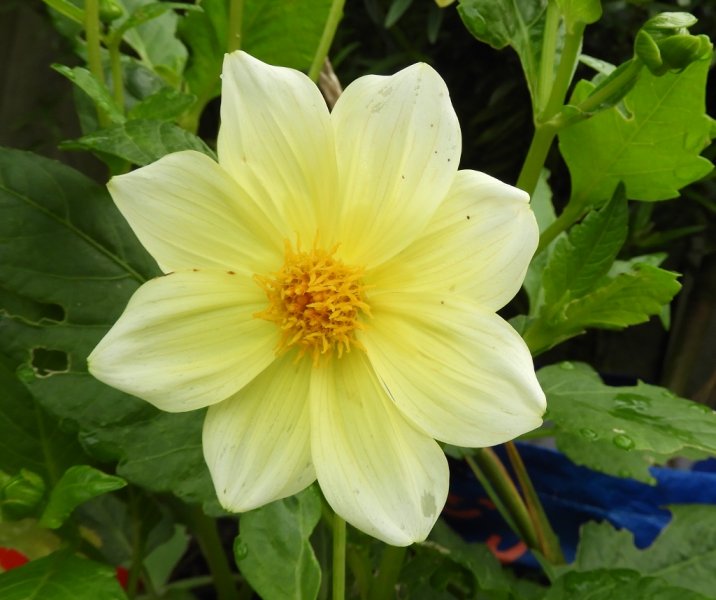 DSCN0936 (1024x858).jpg