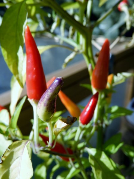 DSCN0994 (768x1024).jpg